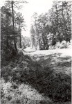 2400-C-51-01 Timber - Angelina National Forest 1977
