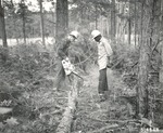 1310-514568 Corpsmen Bishop Brown Saw Remove Tree - Sam Houston National Forest 1966
