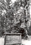 2400-C-61-02 Golden Jubilee Plantation - Angelina National Forest 1977