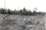 2400-C-61-01 Golden Jubilee Plantation - Angelina National Forest 1977