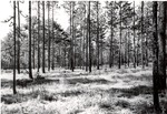 2400-C-85-02 Timber - Angelina National Forest 1975