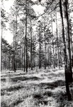 2400-C-85-01 Timber - Angelina National Forest 1975