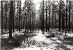 2240-C-88-09 West of Boykin - Angelina National Forest 1977 by United States Forest Service
