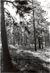 2240-C-88-01 West of Boykin - Angelina National Forest 1977 by United States Forest Service