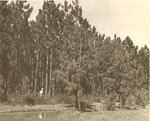 2400 Keltys Slash Pine 13 Year Old - National Forests and Grasslands