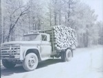 2400-T64-7 Pulpwood Litter- Davy Crockett National Forest 1964