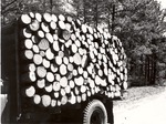 2400-T64-11 Pulpwood Neches Dist. - Davy Crockett National Forest 1964