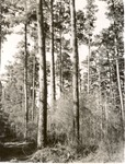 2400-T64-209 Old Growth Loblolly - Davy Crockett National Forest 1960