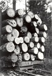 2400-T64-221 Post Oak Timber - Davy Crockett National Forest 1960 by United States Forest Service