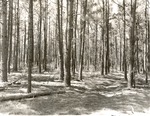 2400-T64-269 Thinned Loblolly- Davy Crockett National Forest 1960