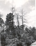 2400-T64-289 Timberstand Improvement - National Forests and Grasslands 1960 by United States Forest Service