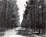 2400-T64-437 Scenic Plantation - National Forests and Grasslands 1980