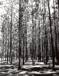 2400-T64-448 Plantation Growth - National Forests and Grasslands