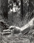 2400-T66-30 Seedlings - Davy Crockett National Forest 1966 by United States Forest Service