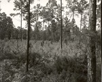 2400-T67-9 Reforestation Big Thicket - Angelina National Forest