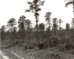 2400-T67-12 Reforestation Seed Tree Fall - Davy Crockett National Forest 1966