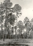 2400-T67-14 Loblolly Superior Tree - Sam Houston National Forest 1966