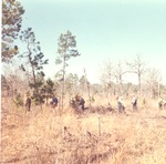 2400-T68-79 Planting Crew - Sabine National Forest 1968 by United States Forest Service