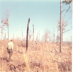 2400-T68-80 Check Planting Project - Sabine National Forest 1968