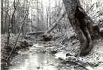 2500-02 4C Trail - Davy Crockett National Forest 1992