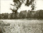 2351-515386 Ratcliff Beach From Campground Side - Davy Crockett National Forest 1966