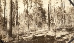 CP1-400848 - Sam Houston National Forest 1939 001 by United States Forest Service