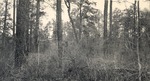 CP1-400848 - Sam Houston National Forest 1950 002