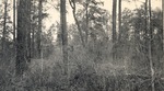 CP1-400848 - Sam Houston National Forest 1955 003 by United States Forest Service