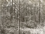 CP1-T64-301 - Sam Houston National Forest 1960