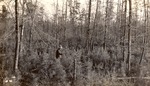CP2-01 - Sam Houston National Forest 1939 001 by United States Forest Service