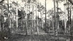 CP3-400849 - Sam Houston National Forest 1939 001 by United States Forest Service