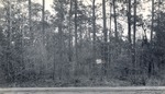 CP3-400849 - Sam Houston National Forest 1950 002