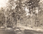 CP3-400849 - Sam Houston National Forest 1955 003 by United States Forest Service