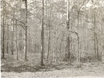 CP3-400849 - Sam Houston National Forest 1960 004 by United States Forest Service
