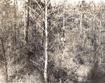 CP4-T64-303 - Sam Houston National Forest 1955 003 by United States Forest Service