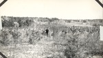 CP5-400846 - Sam Houston National Forest 1939 001