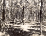 CP5-400846 - Sam Houston National Forest 1950 003 by United States Forest Service