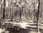 CP5-400846 - Sam Houston National Forest 1955 004 by United States Forest Service