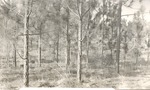 CP21-400824 - Angelina National Forest 1955