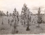 CP21-447595 - Angelina National Forest 1947 by United States Forest Service