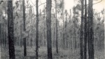 CP23-447596 - Angelina National Forest 1950 by United States Forest Service