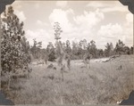 CP24-447600 - Angelina National Forest 1947 by United States Forest Service