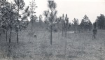 CP24-447600 - Angelina National Forest 1950 by United States Forest Service