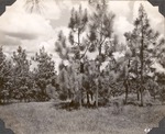 CP25-400828 - Angelina National Forest 1947