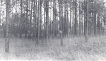 CP28-3639 - Angelina National Forest 1950