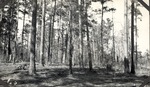 CP6-400847 - Sam Houston National Forest 1939 001 by United States Forest Service
