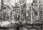 CP1105 THW - Angelina National Forest 1987