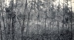 CP6-400847 - Sam Houston National Forest 1950 003