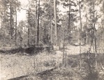 CP6-400847 - Sam Houston National Forest 1955 004 by United States Forest Service