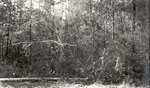 CP7-T64-210 - Sam Houston National Forest 1950 001